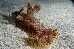 ヒカリウミウシ