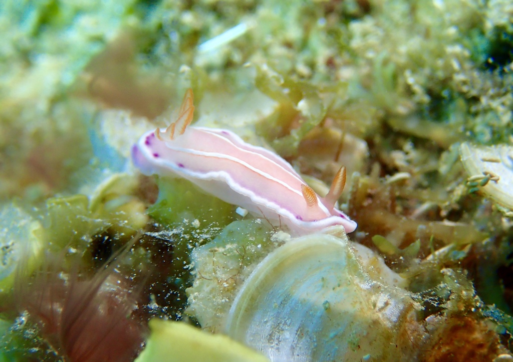 シロタスキウミウシ