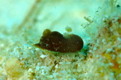 カンムリハラックサウミウシ