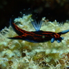 リュウグウウミウシ
