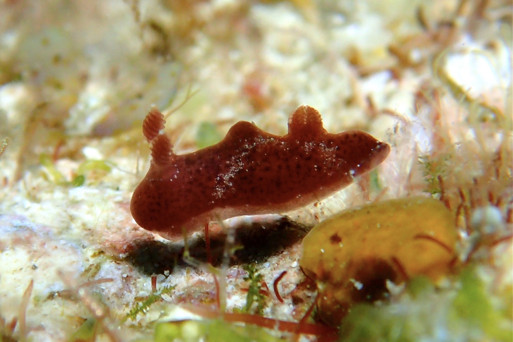 ハラックサウミウシ