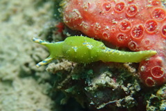 ナギサノツユ