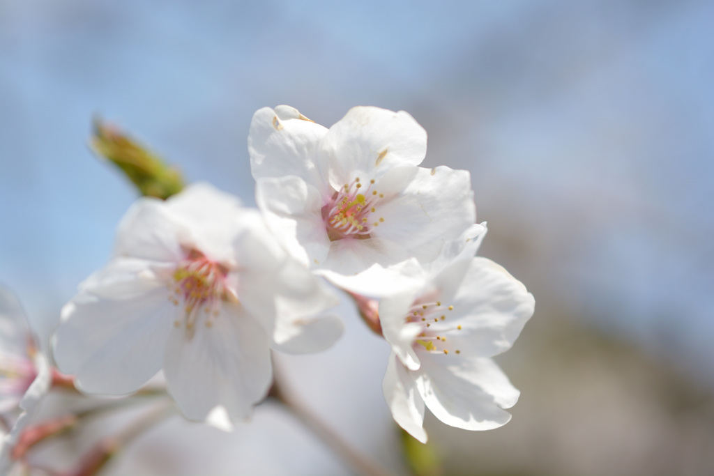 桜1 -蹴上-