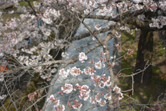桜3 -蹴上-