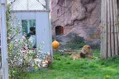ライオンとライオンを見る人