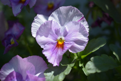花1