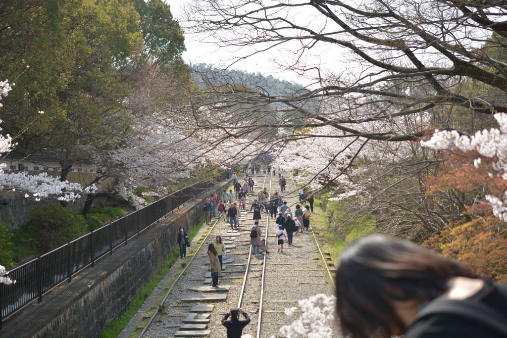 桜2 -蹴上-