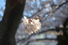 早朝の桜4