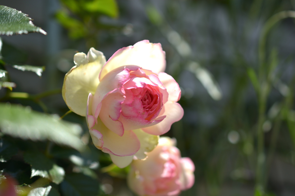 薔薇2