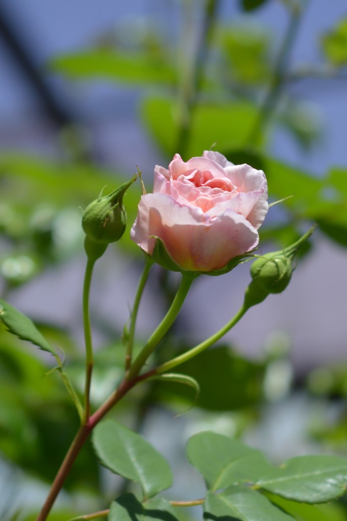 薔薇6