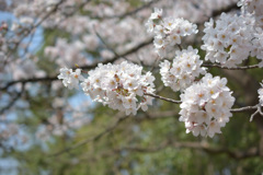 桜5 -蹴上-