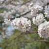 桜5 -蹴上-