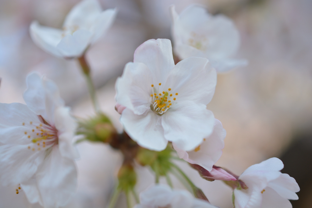早朝の桜3