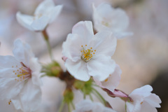 早朝の桜3