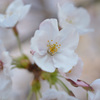 早朝の桜3