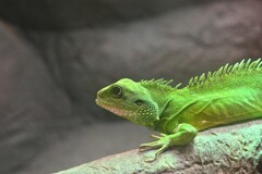インドシナウォータードラゴン