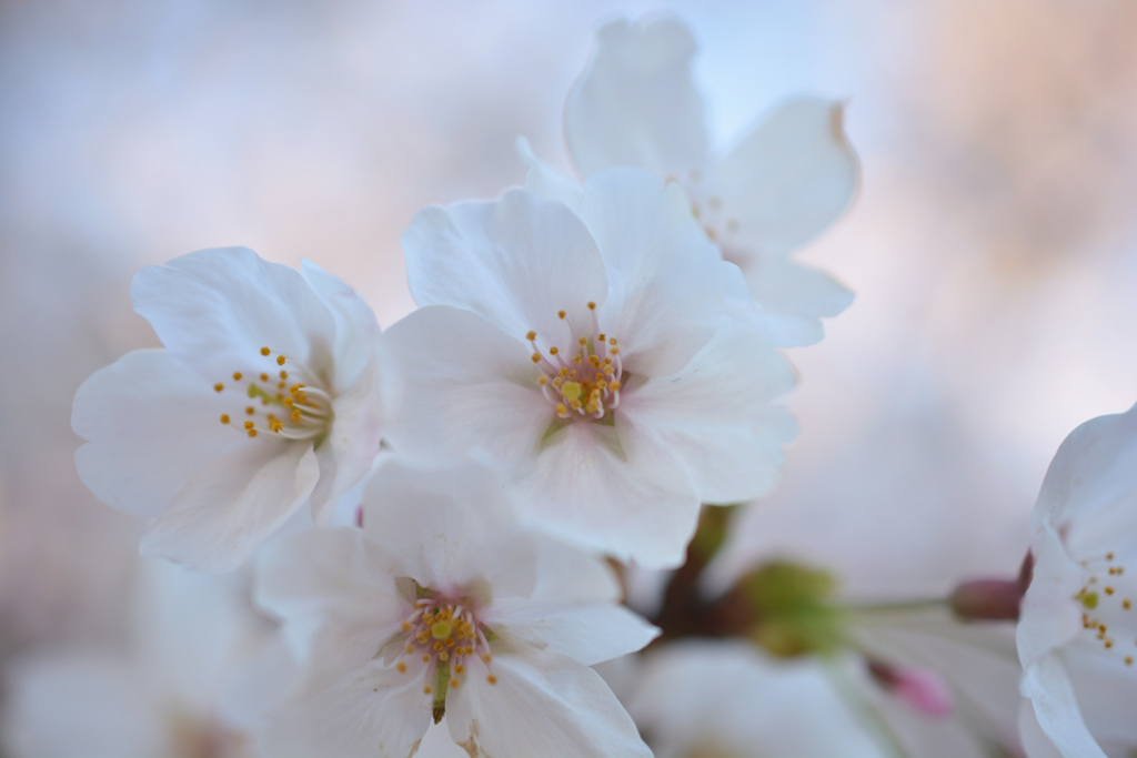 早朝の桜2