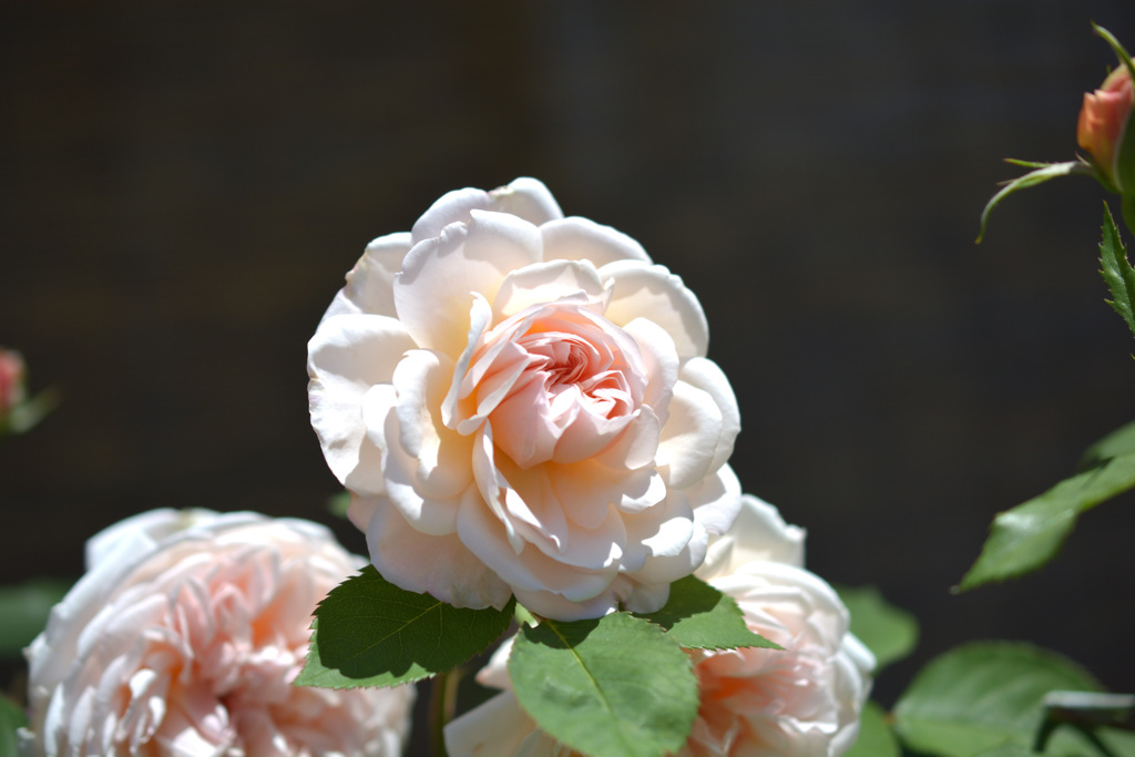薔薇5