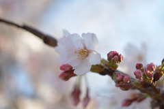 早朝の桜5