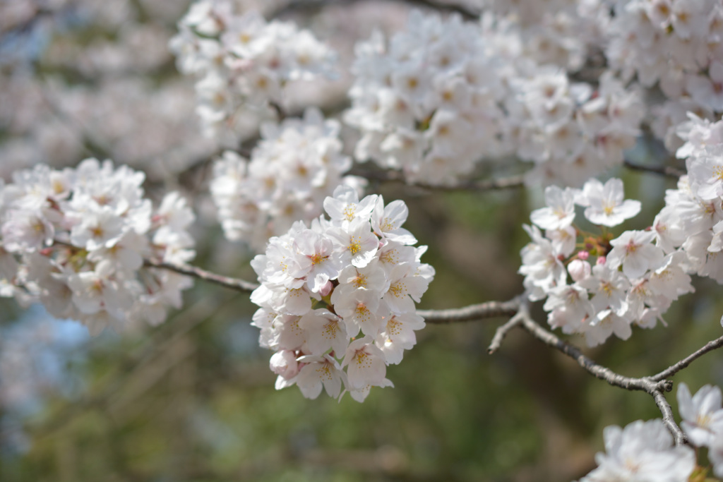 桜6 -蹴上-