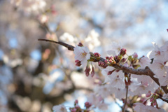 早朝の桜6