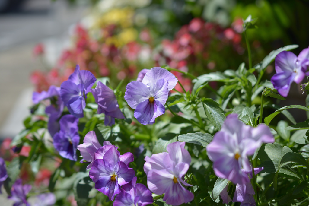 花3