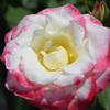 薔薇4