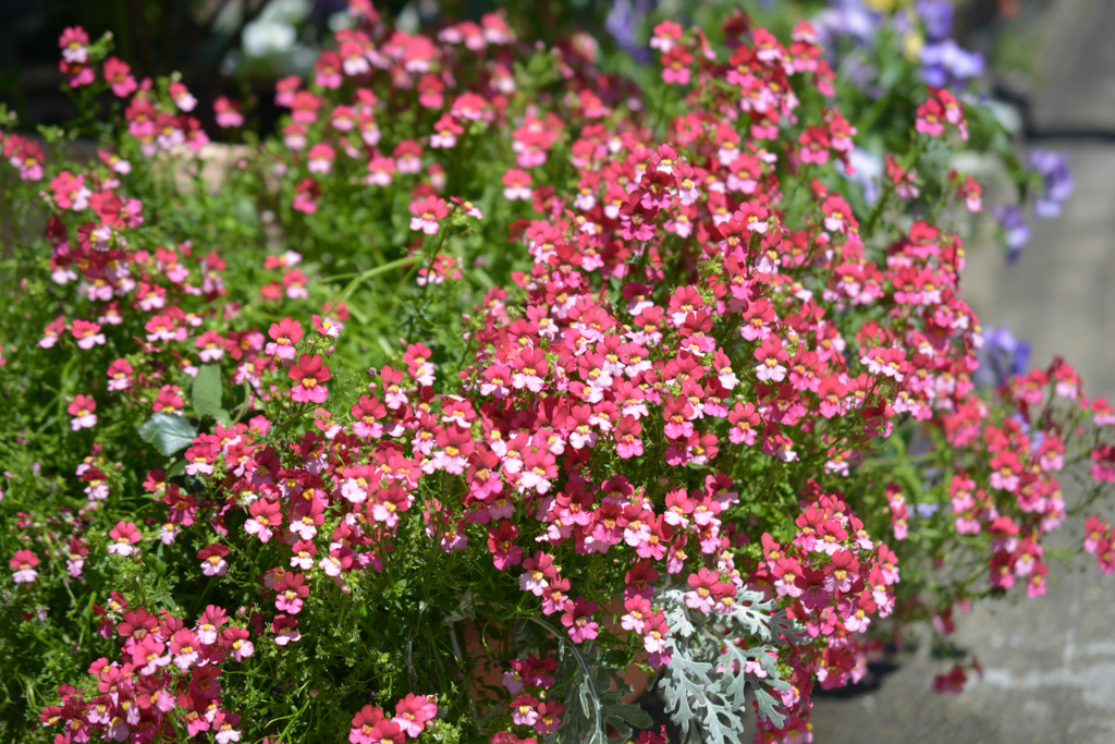 花7