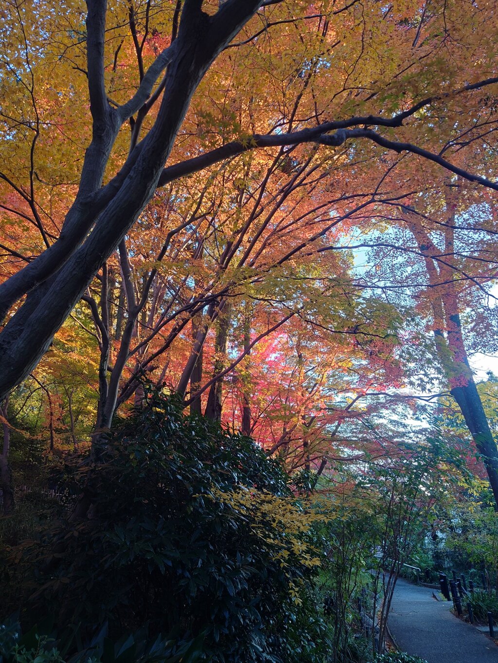 紅葉　小道