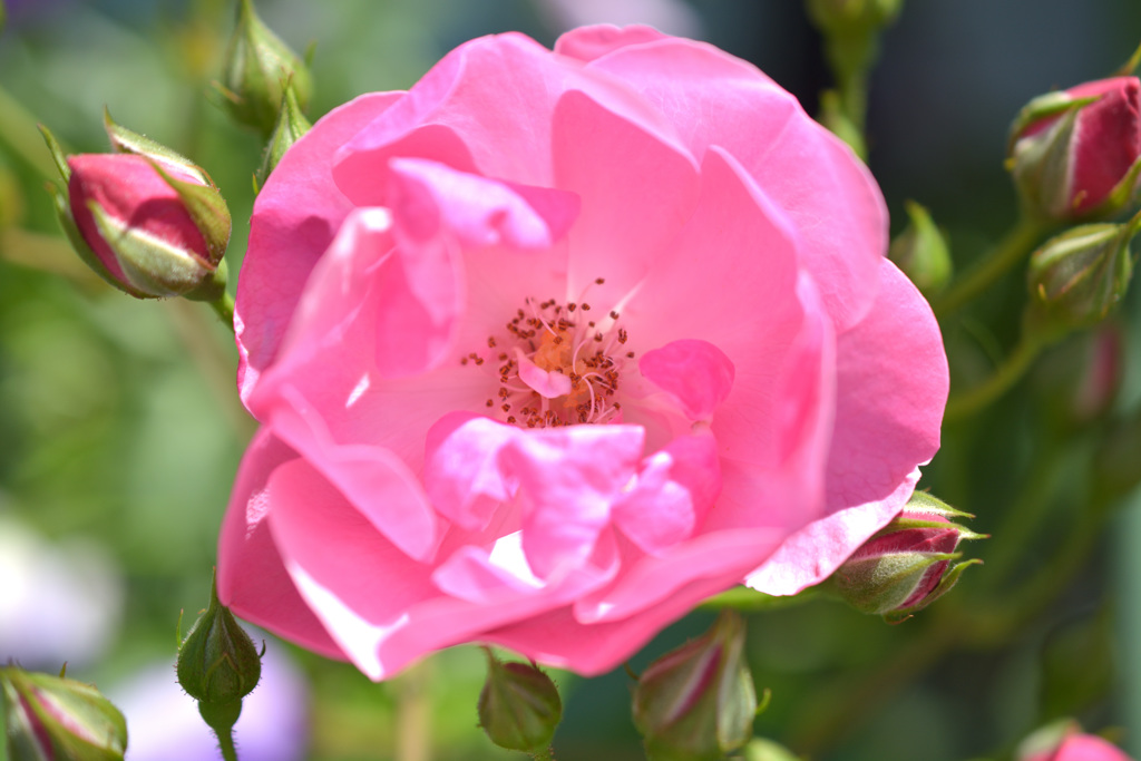 薔薇1