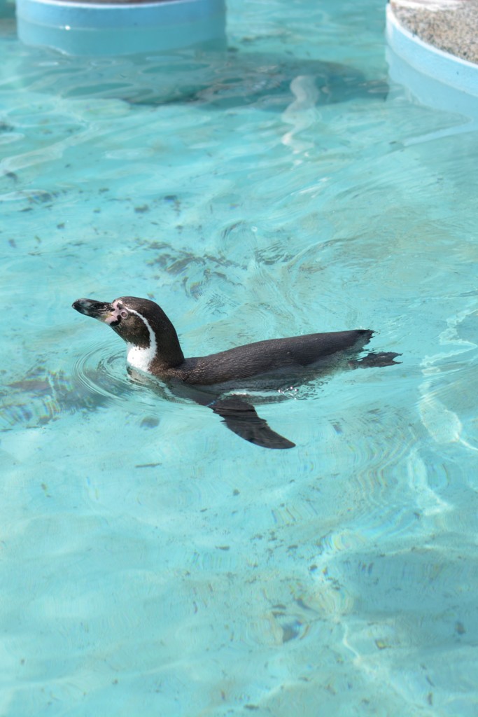 ペンギン3