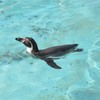ペンギン3