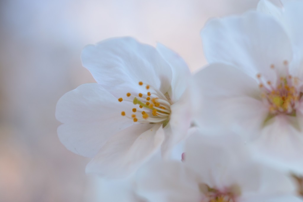 早朝の桜1