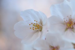 早朝の桜1