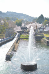 桜4 -蹴上-