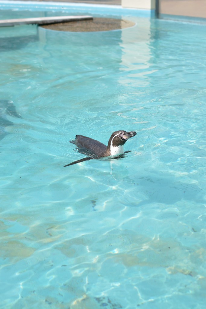 ペンギン1