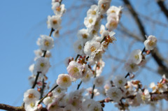 梅