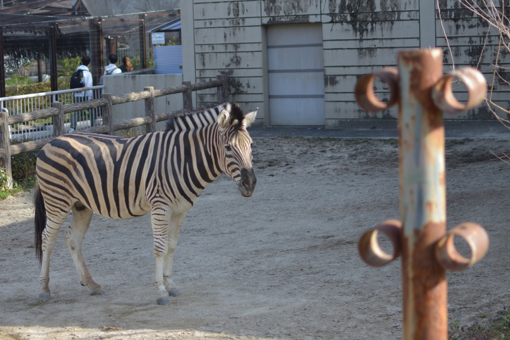 シマウマ