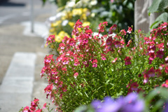 花2