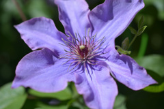 花8