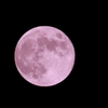 ピンク色に染まった月