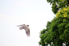 飛んでる鳥