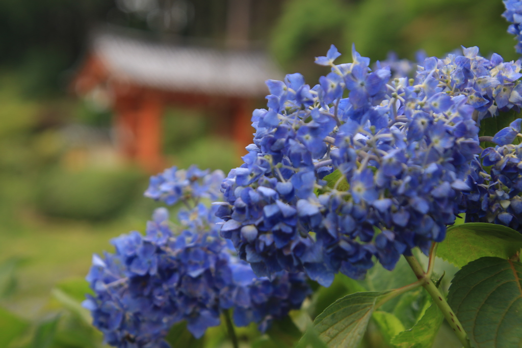 紫陽花と門