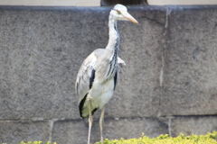 鳥