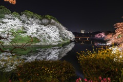 千鳥ヶ淵2019