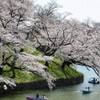 千鳥ヶ淵2021
