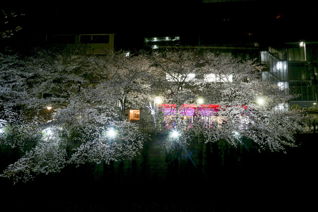 目黒川2018