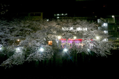 目黒川2018