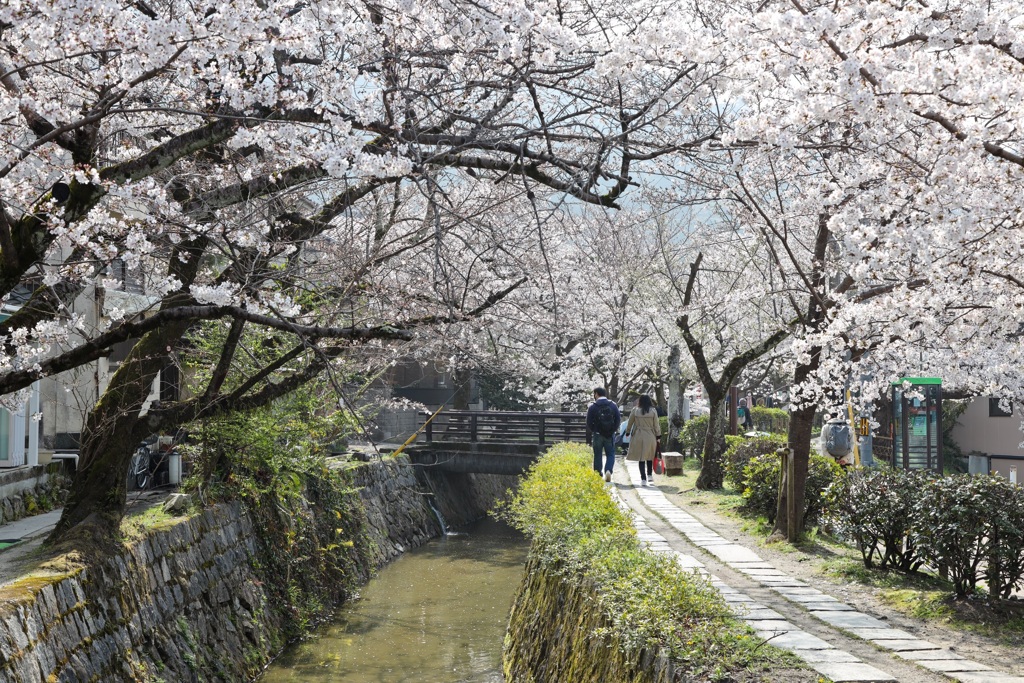 哲学の道　桜2021