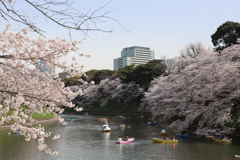 2022千鳥ヶ淵さくら